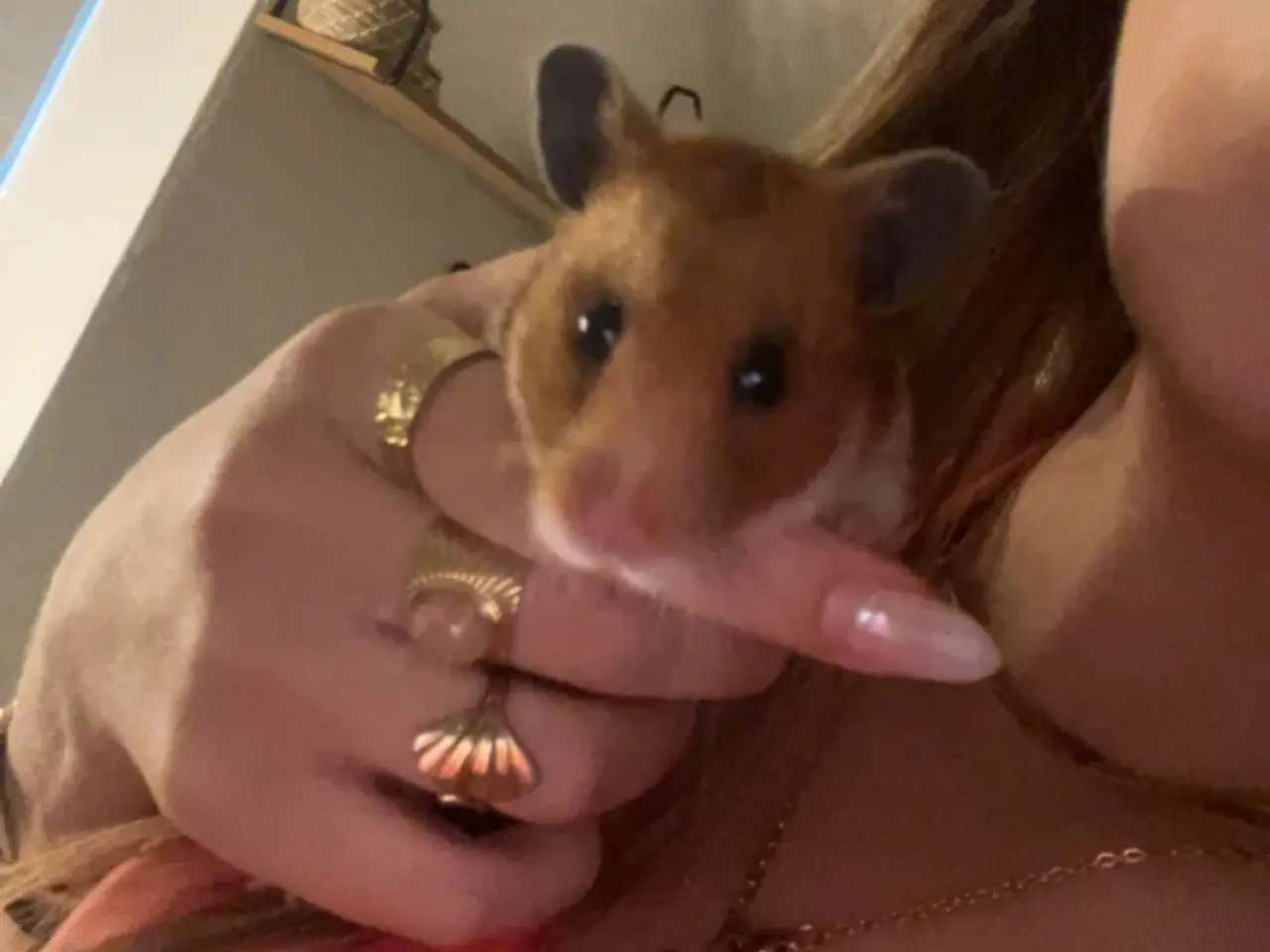 Billede 1 - Guldhamster med al tilbehør