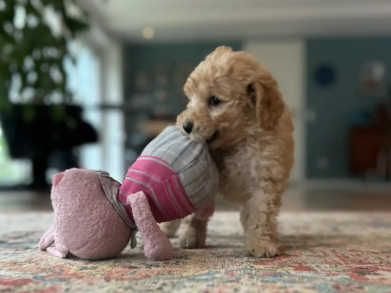 Billede 10 - Goldendoodle + Cavapoo