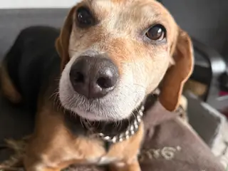 Kærlig senior hund
