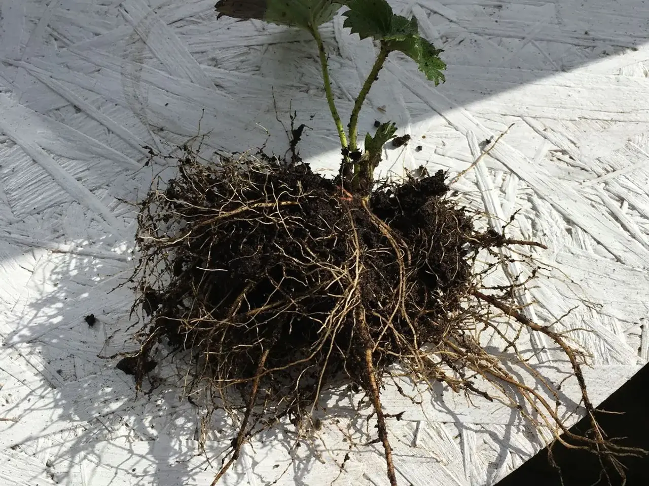Billede 8 - Jordbær planter