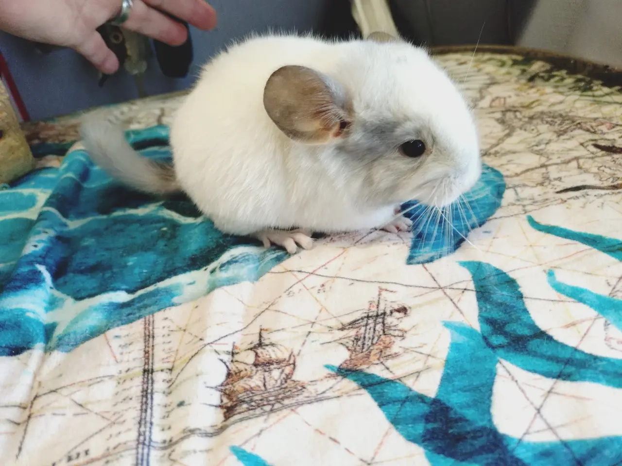 Billede 5 - Chinchilla unger