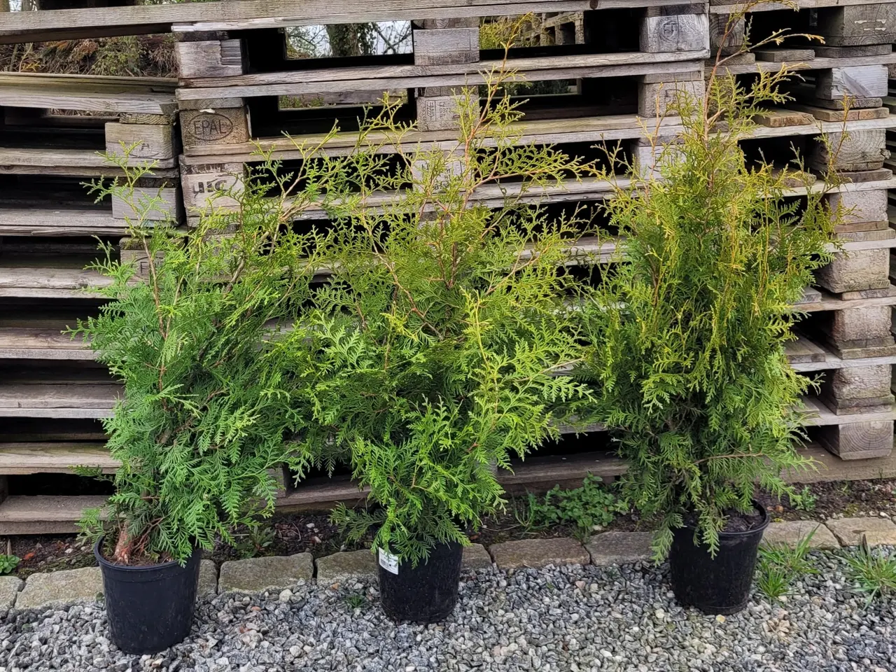 Billede 2 - Thuja 3 stk.