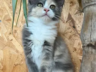 Maine coon/Norsk skovkat-hellig Birma blanding ❤️