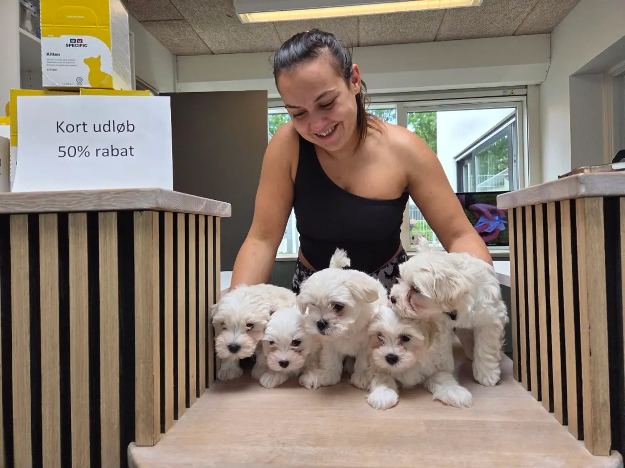Billede 1 - Maltese hvalpe KLAR TIL AFHENTNING