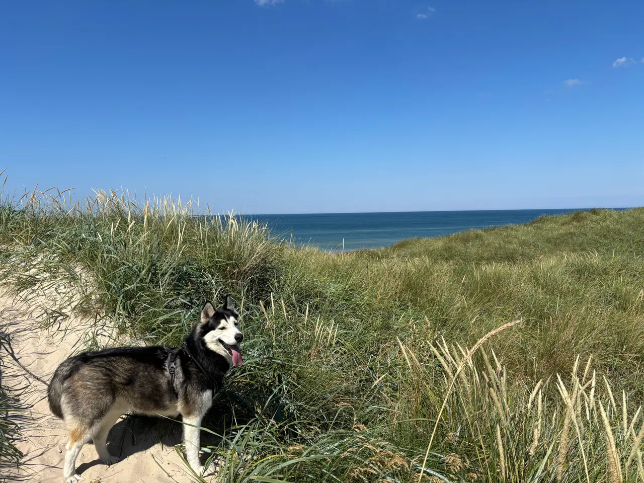 Billede 5 - Hund – Pablo – 6-årig Siberian Husky søger sit sid