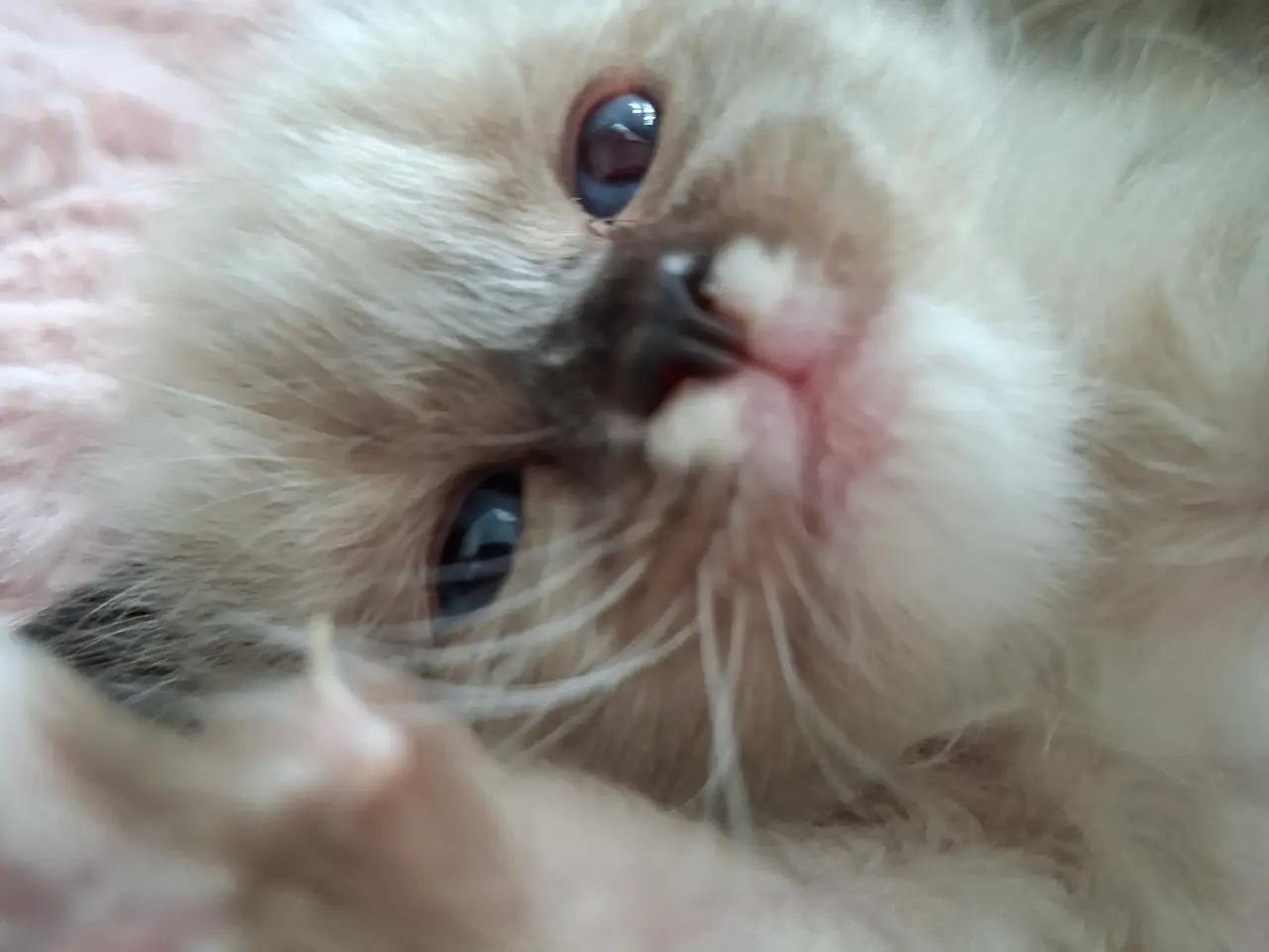 Billede 3 - Skønne Ragdoll killinger 🐾🤎