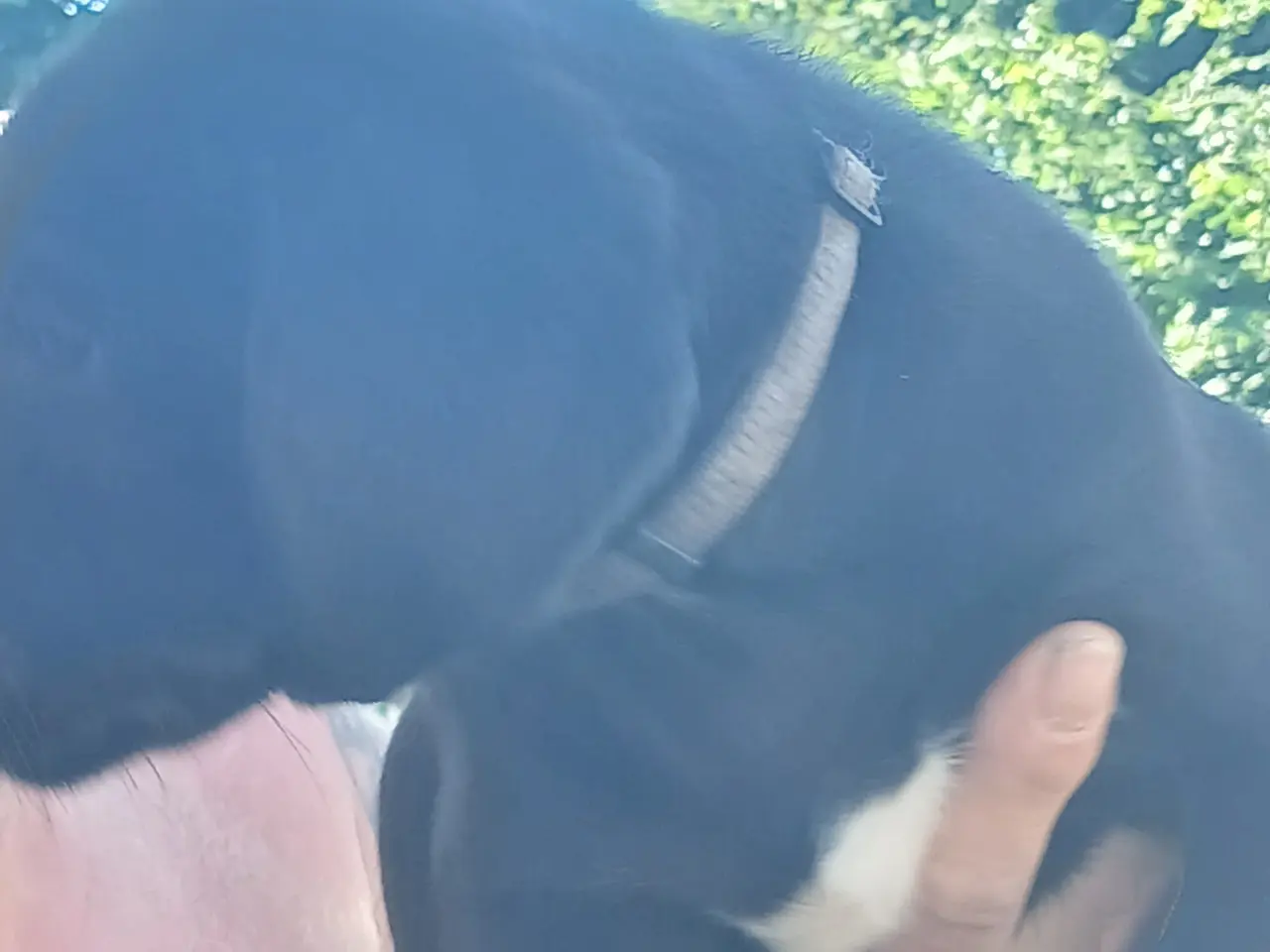 Billede 3 - Formel 1 blandet med springerspaniel 