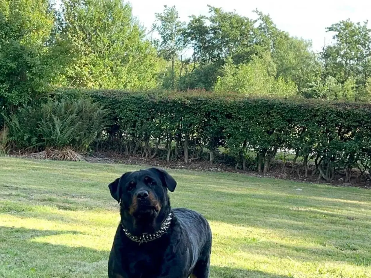 Billede 17 - Rottweiler han til avl