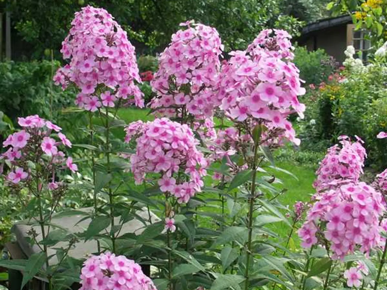 Billede 12 - Pakke 20 med blandet planter - stauder