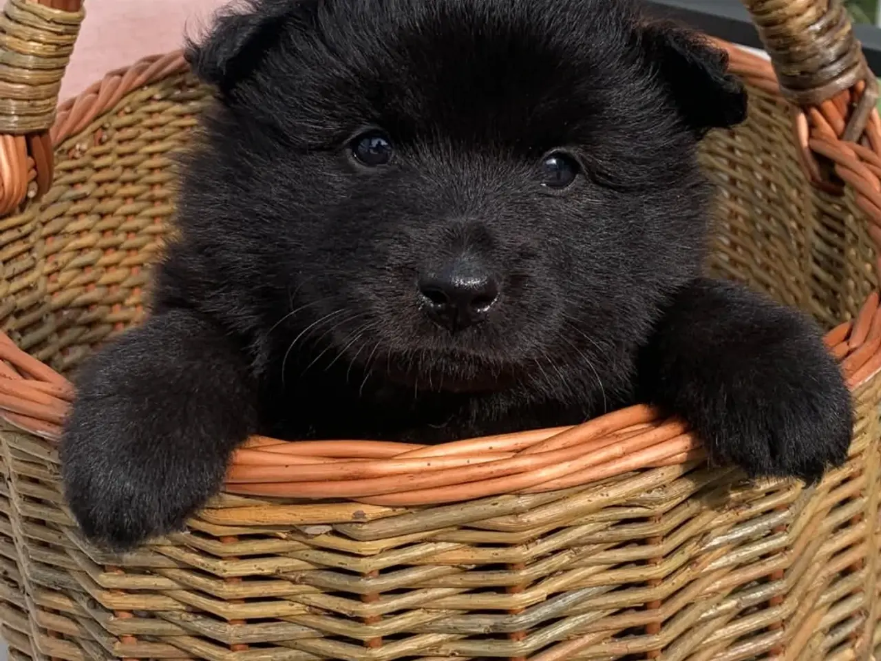 Billede 1 - Svensk lapphund