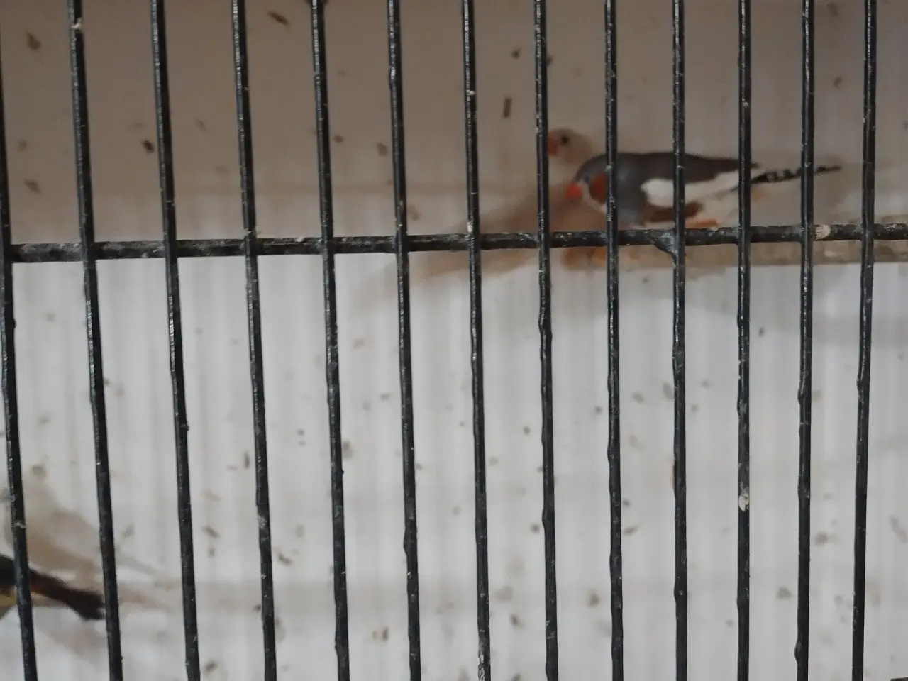 Billede 2 - Zebraer finker