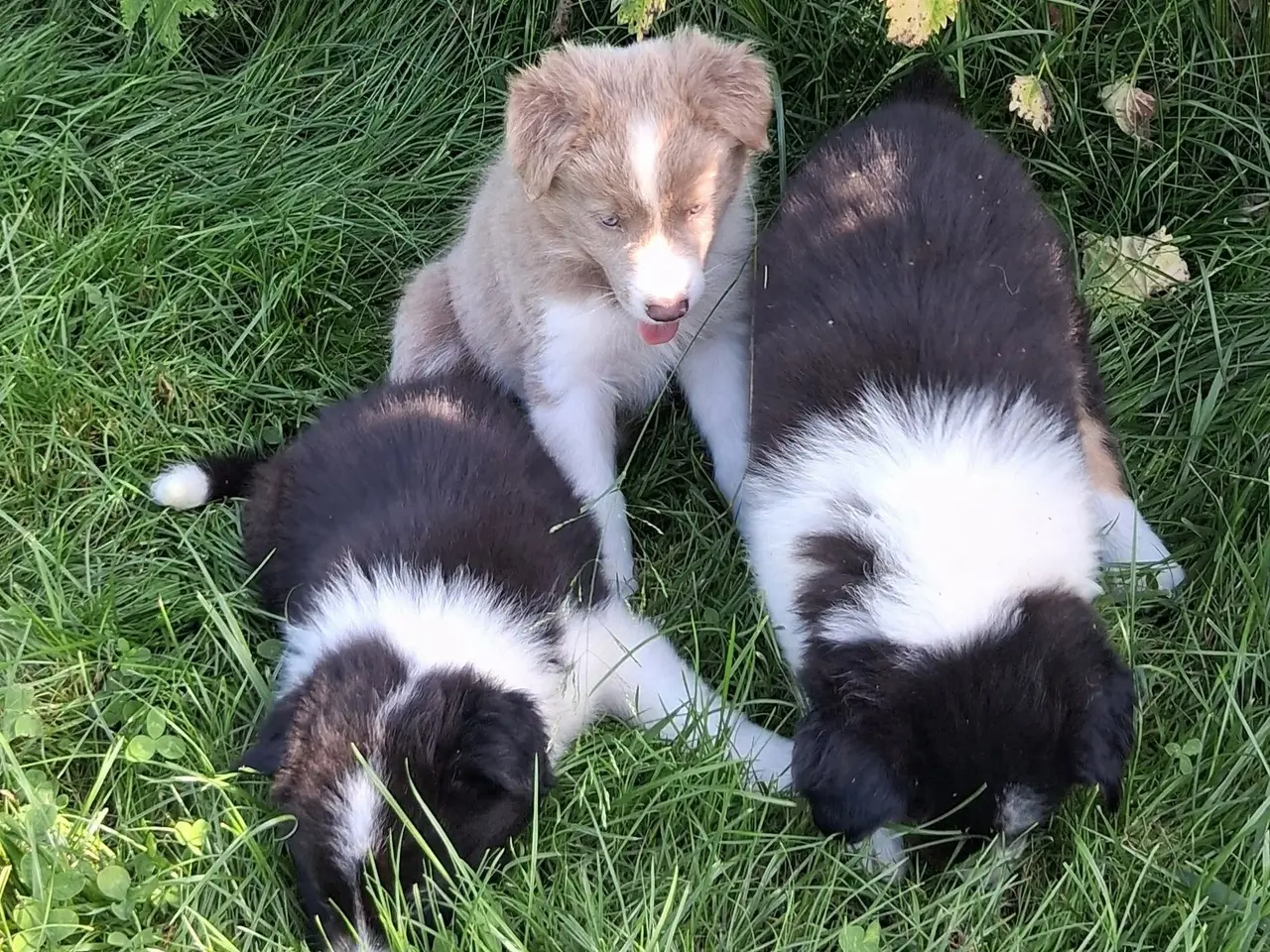 Billede 4 - Smukke Border Collie hvalpe til salg