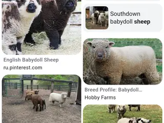 SØGES - Southdown får - eller ligende