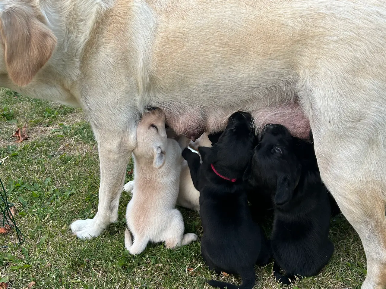 Billede 6 - 🐶 Labradorhvalp F1 søger kærligt hjem 