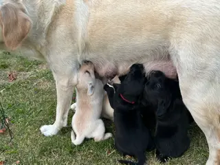 🐶 Labradorhvalpe F1 søger kærlige hjem - 3