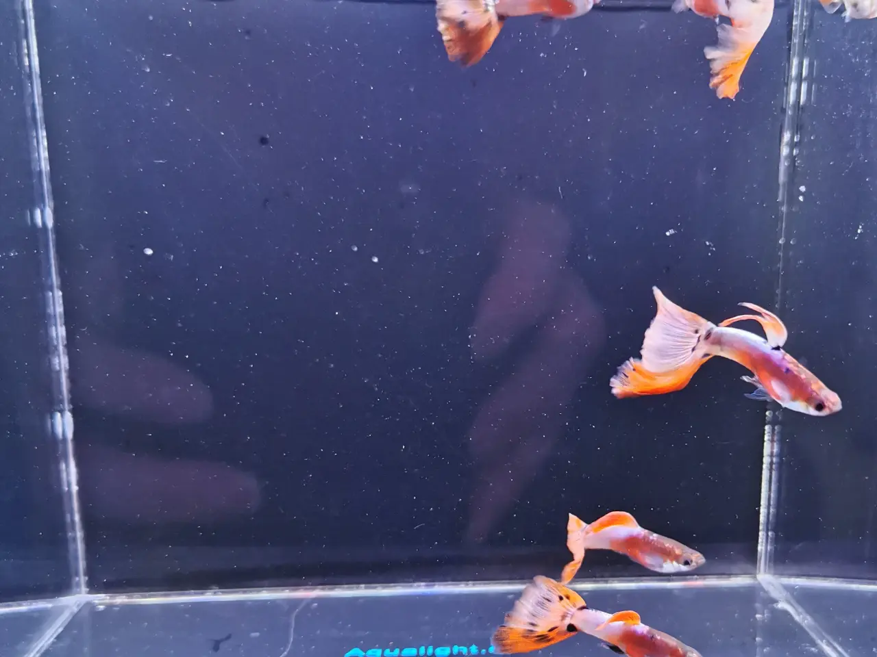 Billede 2 - American pink white guppy 