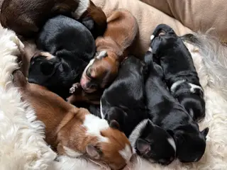 Skønneste havaneser bamser søger ny familie 🐶♥️