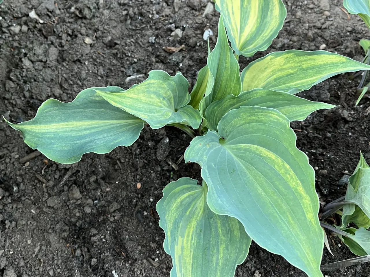 Billede 13 - Hosta sælges