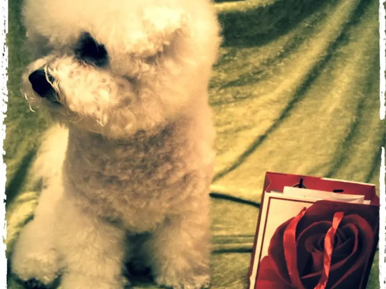 Billede 17 - Bichon Frise allergivenlige hvalpe