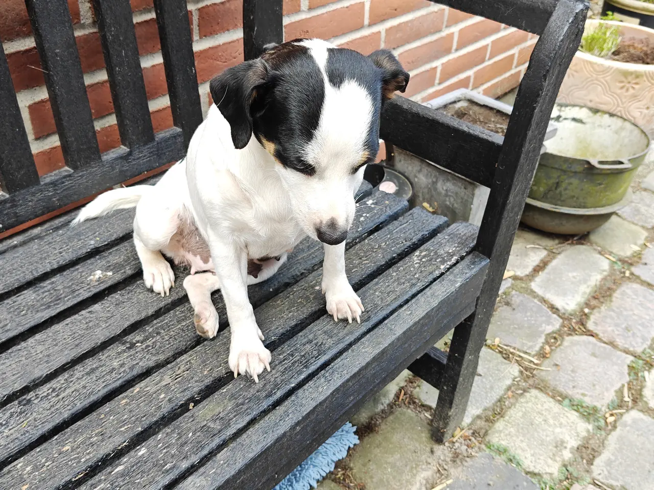 Billede 5 - Baby Rottehund