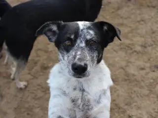 Bella til adoption! 🩷