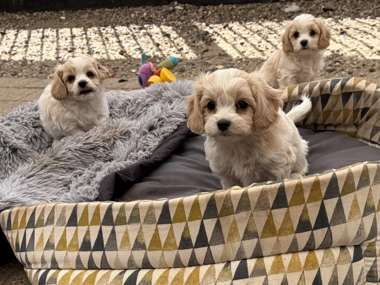 Billede 9 - De små dejligste Cavachon babyer nu!