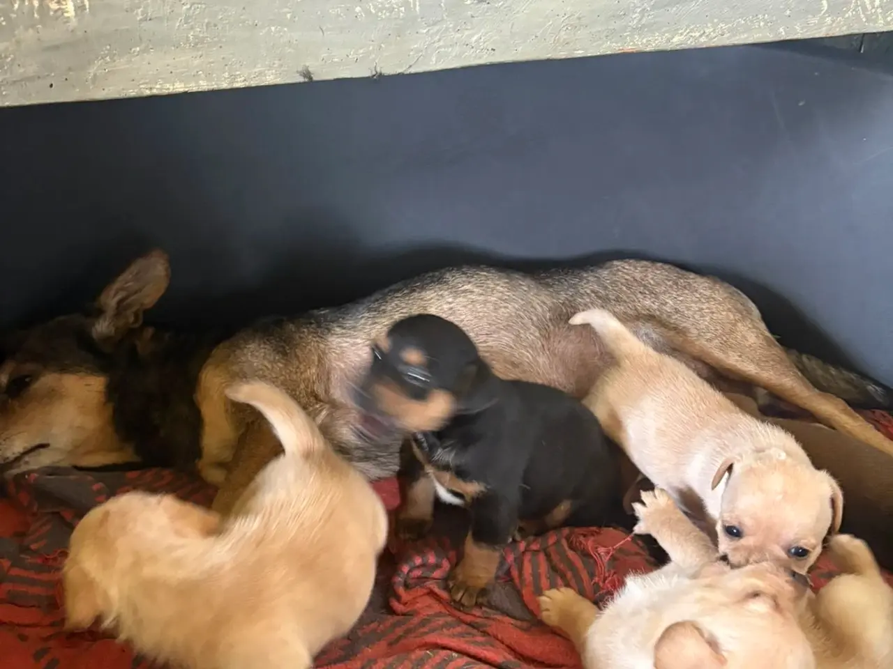 Billede 7 - Dværg pincher/dansk svensk gårdhund blanding.