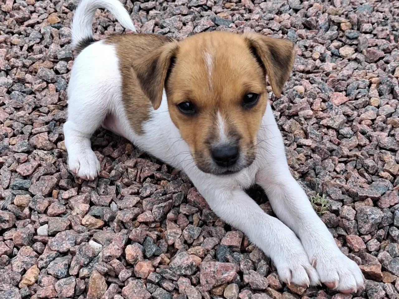 Billede 6 - Korthåret Jack Russel terrier.