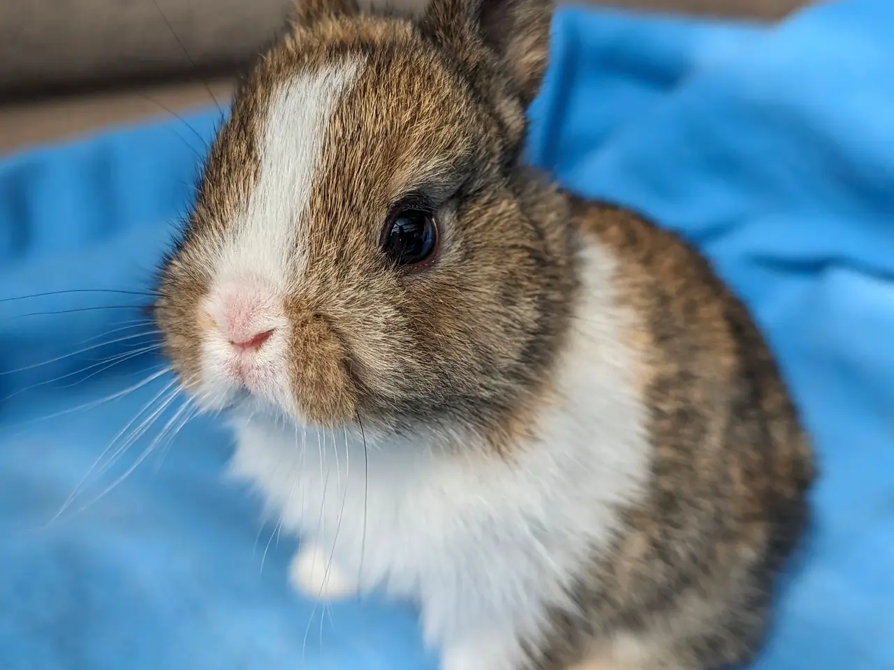 Billede 7 - Hermelin kaninunge sælges
