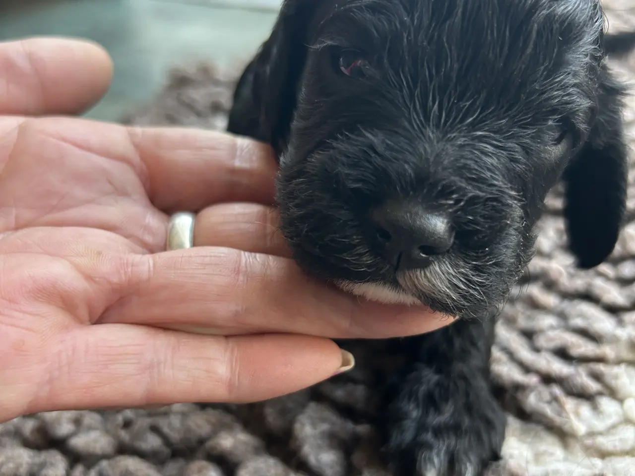 Billede 3 - Cavapoo f1 dreng sælges
