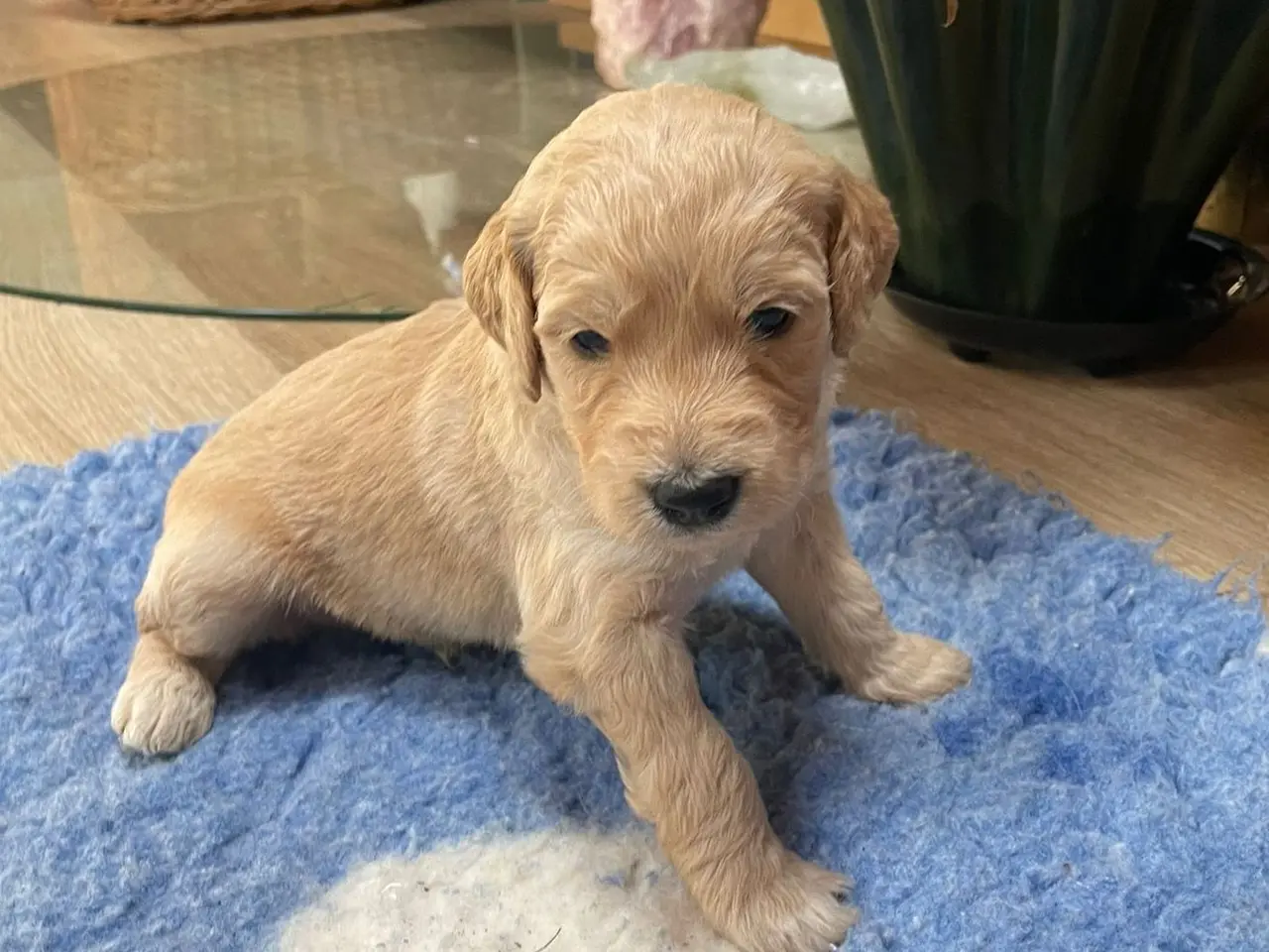 Billede 9 - Goldendoodles hvalpe NYE BILLEDER og PRIS