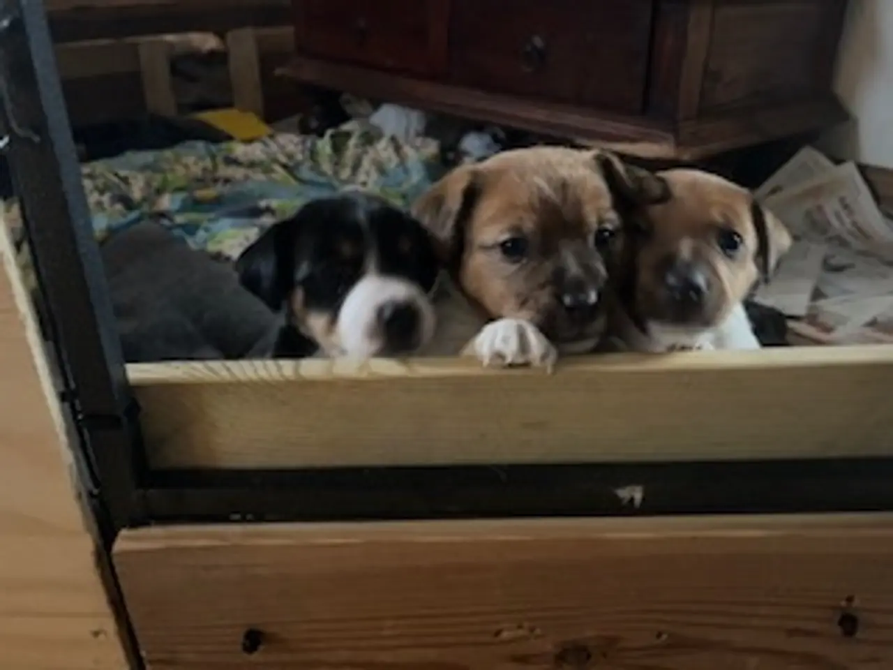 Billede 9 - Elmer, Jack Russel, 4½ uge gammel, født 25.9