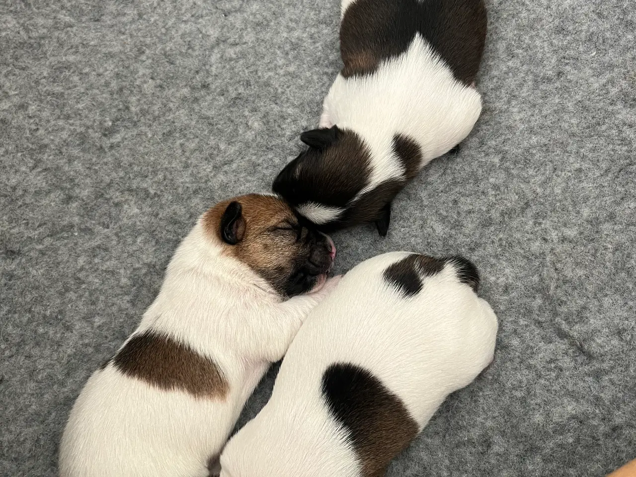 Billede 7 - Skønneste Jack russel hvalpe