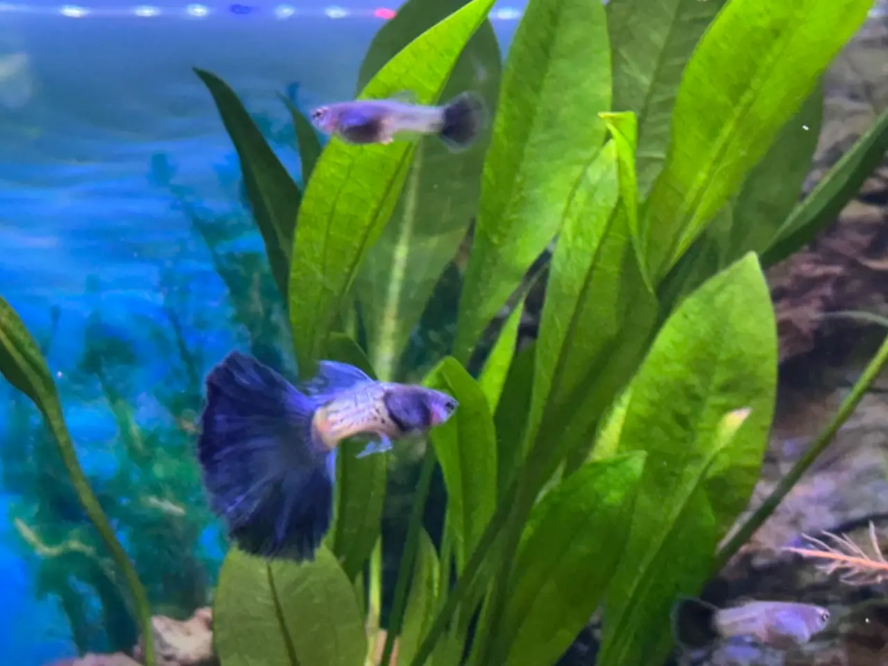 Billede 2 - Renstammede guppyer mange forskellige stammer
