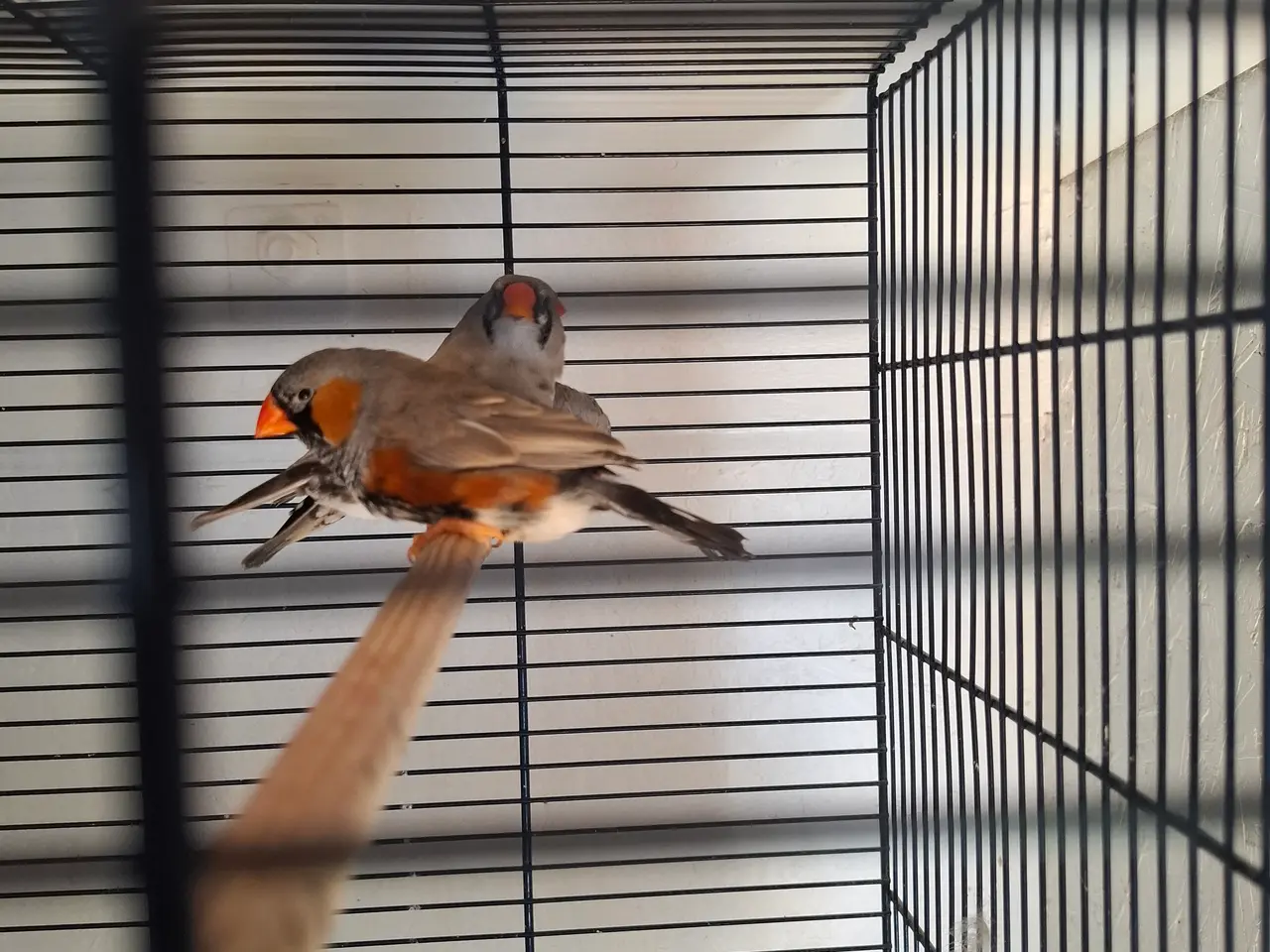 Billede 1 - Zebrafinker søger nye hjem