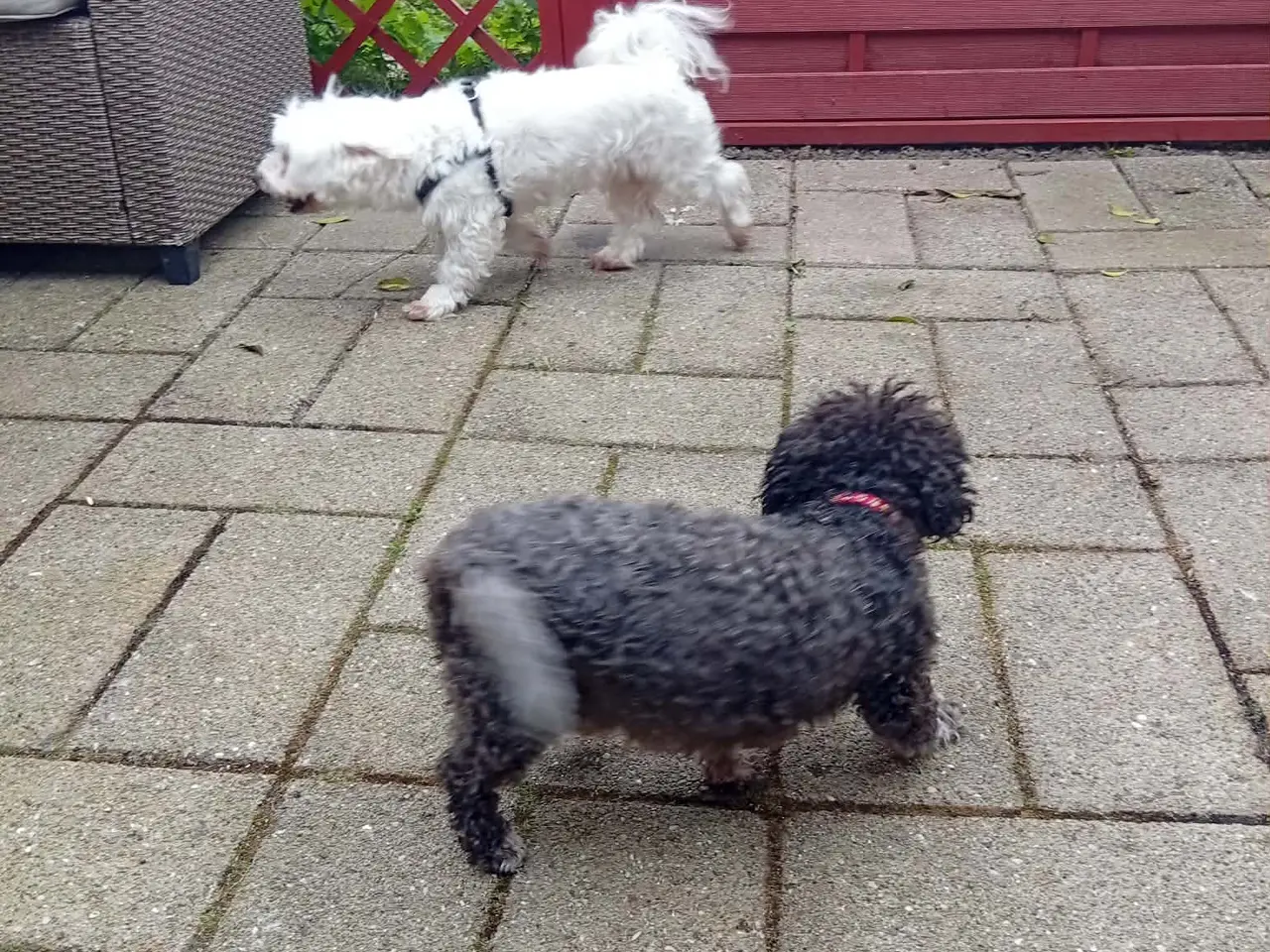 Billede 9 - bichon havanesse hvalpe