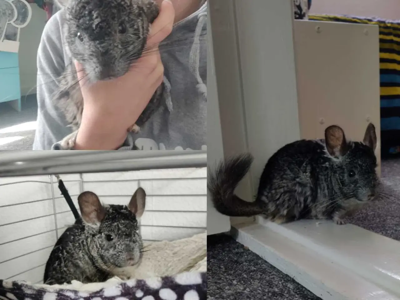 Billede 4 - Chinchillaen Ruth søger ny løbegård