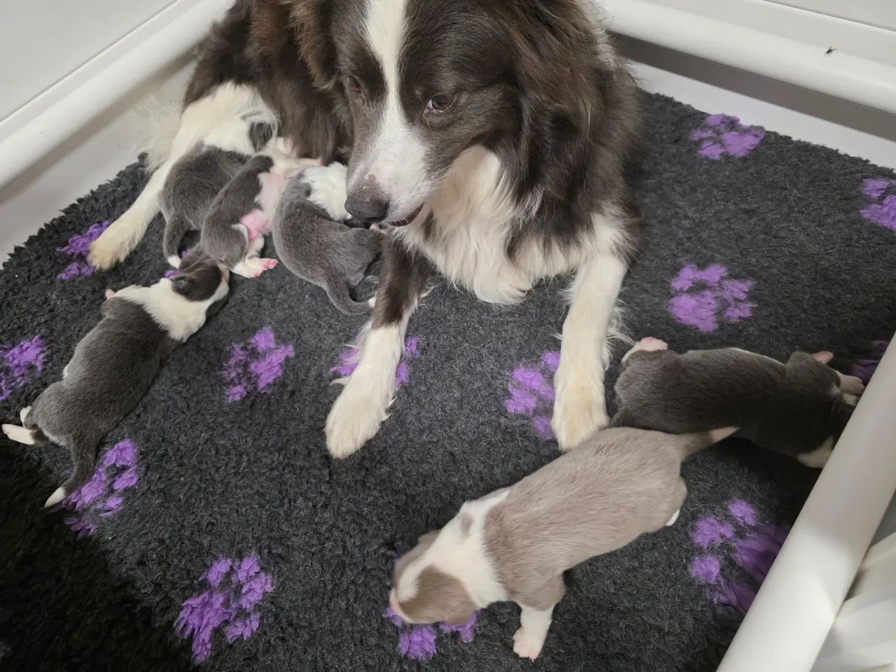 Billede 9 - Border Collie stueopdræt hvalpe