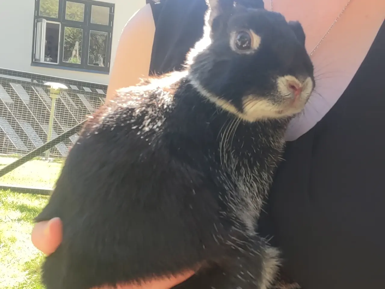 Billede 3 - Duplo søger hjem🐰🥕