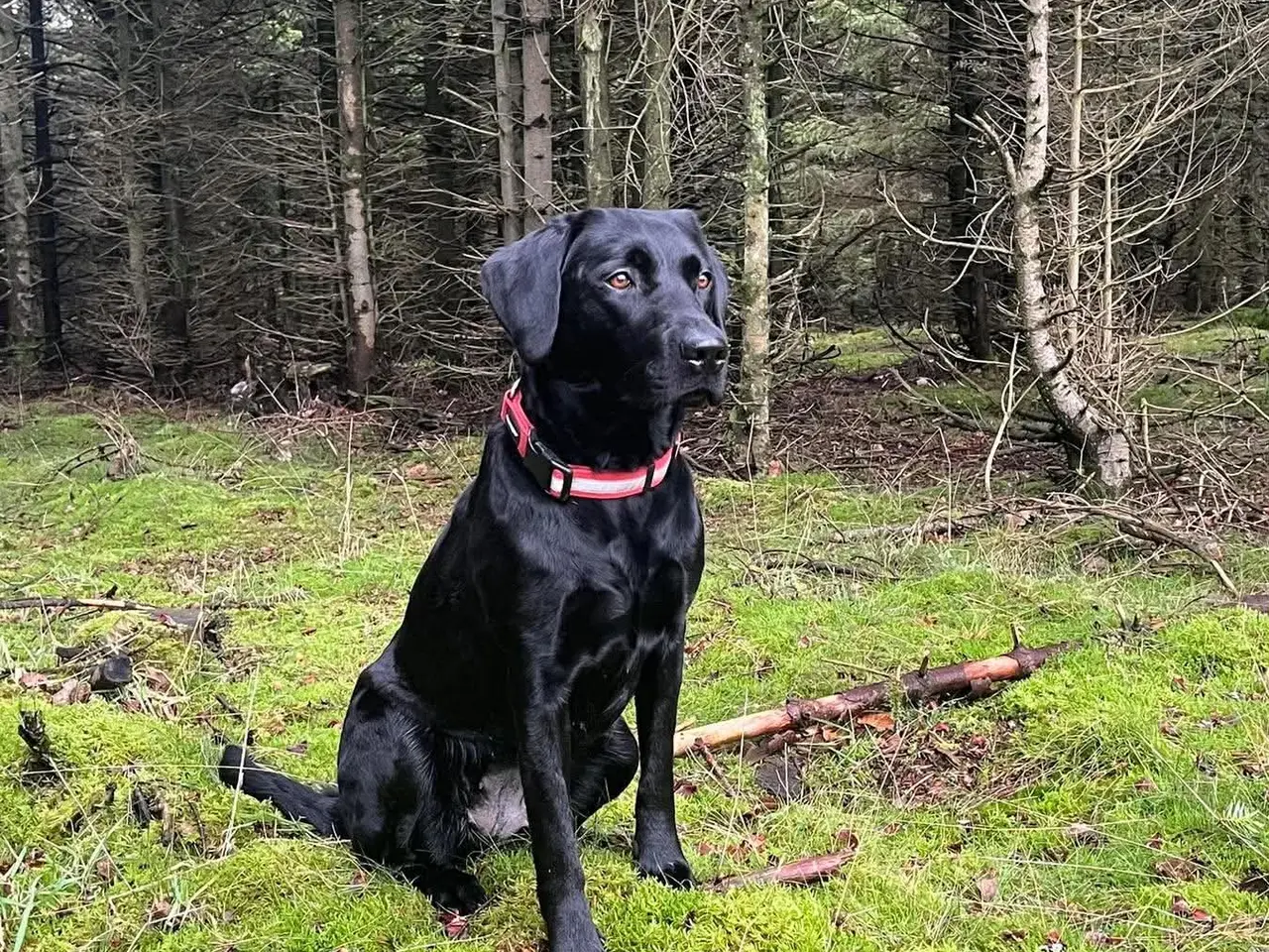 Billede 11 - ❤️ Smuk sort Formel 1 Labrador tæve