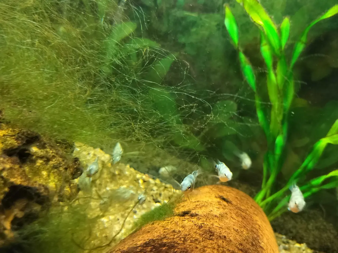 Billede 2 - Blue polar Papegøjecichilde 25 kroner 2 cm