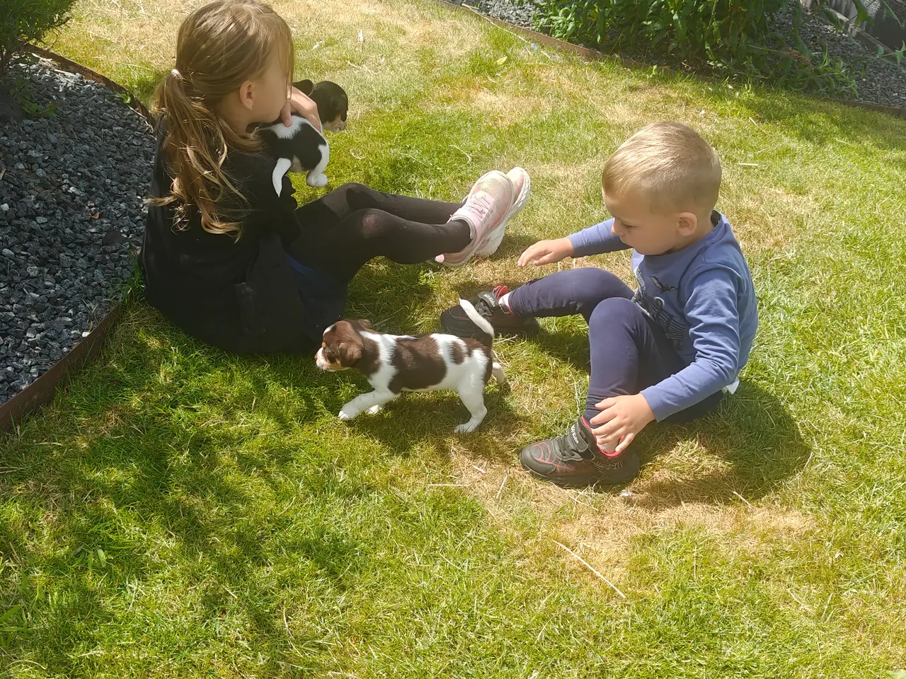 Billede 4 - BABY Dansksvensk gårdhund