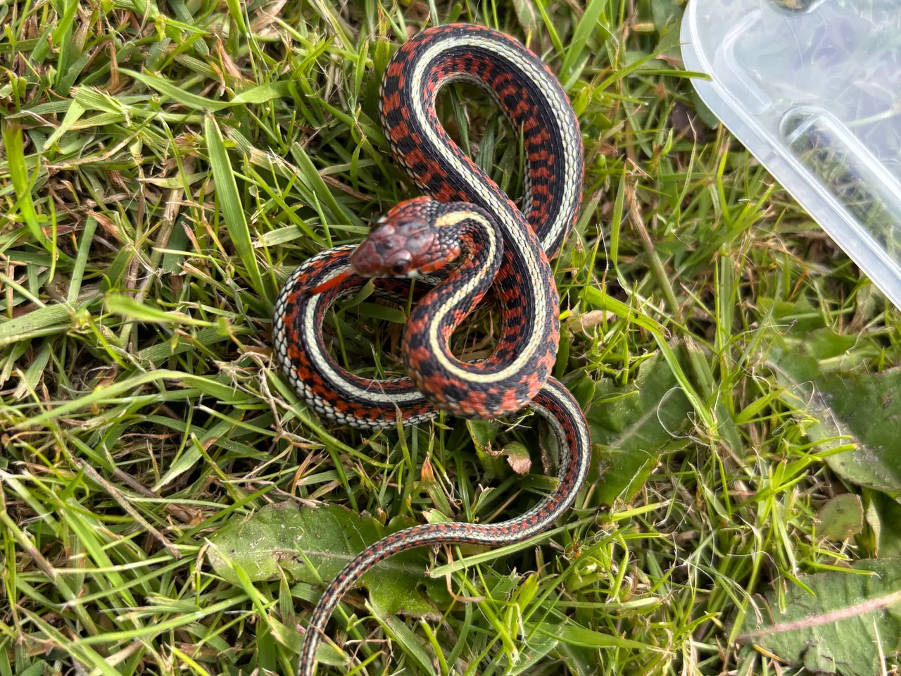 Billede 1 - Thamnophis sirtalis infernalis