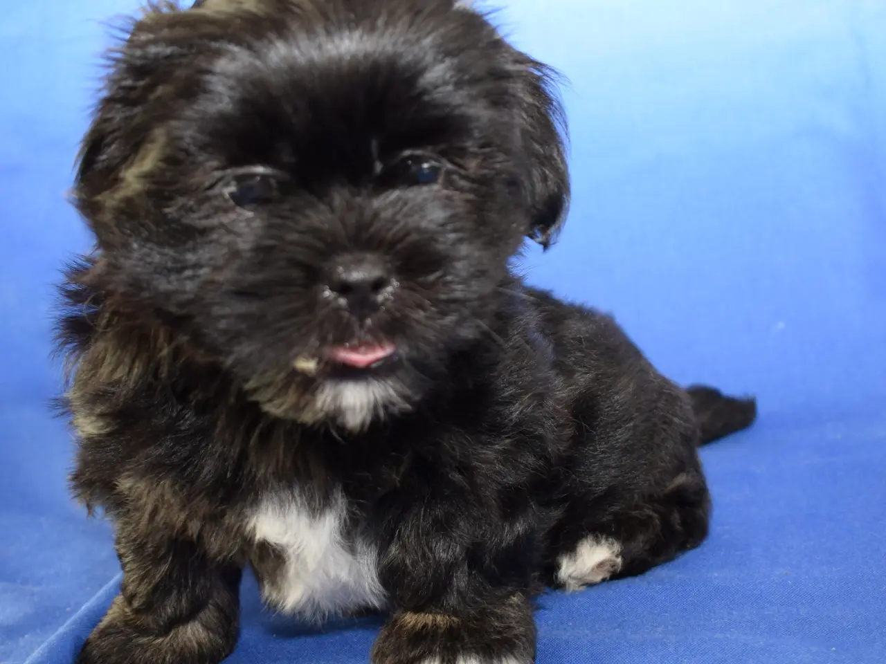 Billede 8 - Lhasa Apso hvalpe