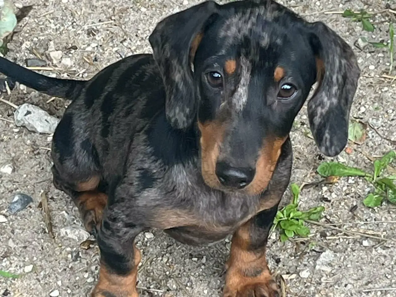 Billede 4 - GRAVHUNDE KORTHÅRET DVÆRG