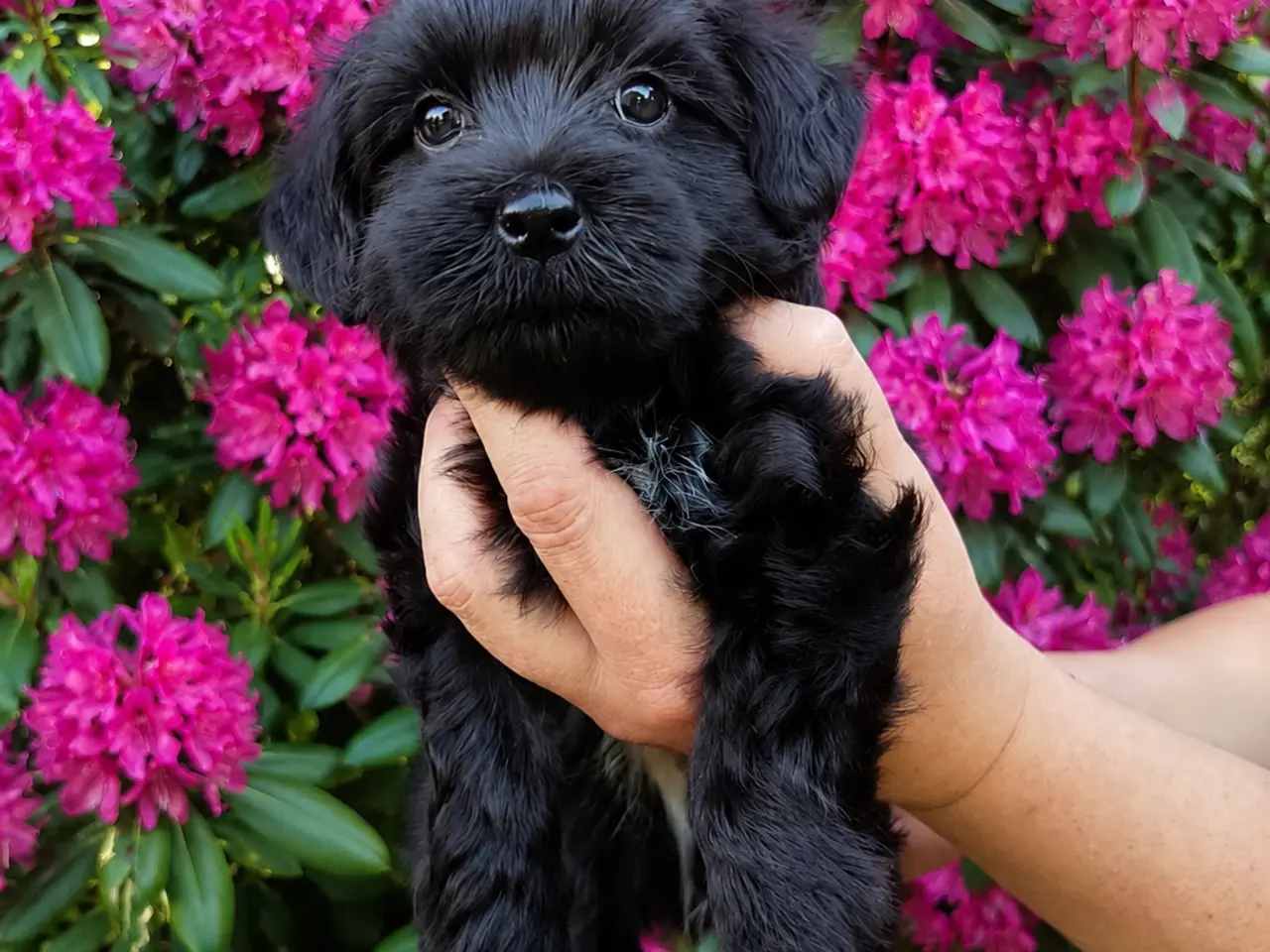 Billede 10 - Chinese Crested Powder puff drenge, med dkk tavle.