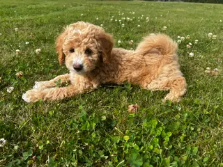 Maltipoo hvalpe