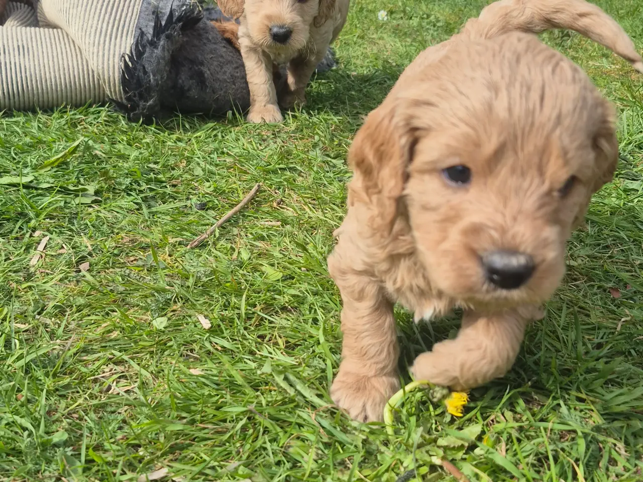 Billede 5 - Goldendoodle hvalpe - 14-21 kg