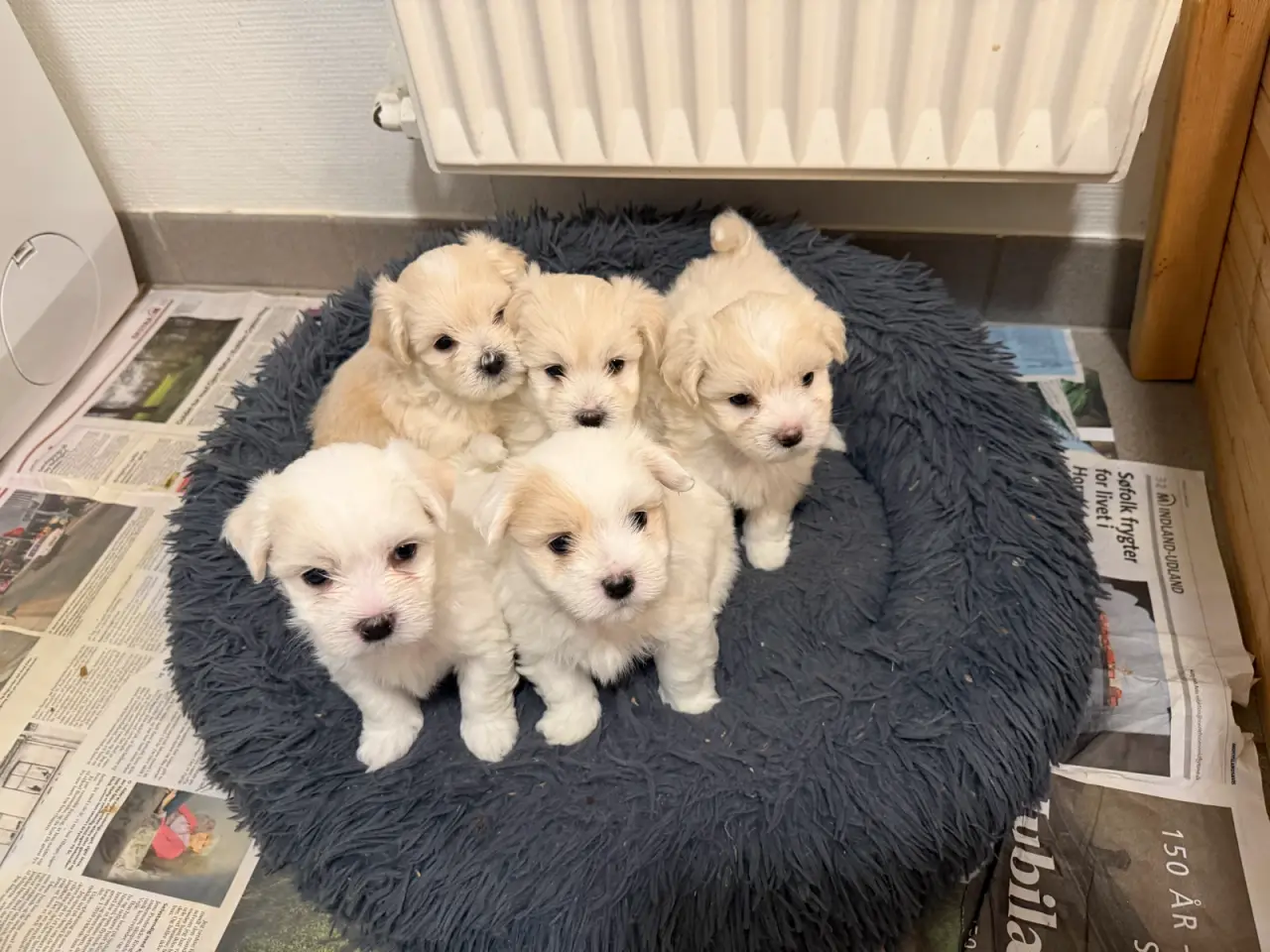 Billede 5 - Rolige bormulds hvalpe 🐶