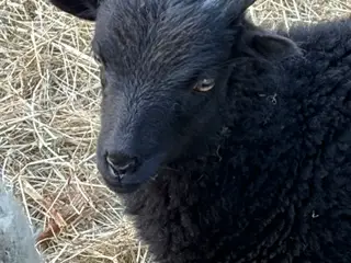 Flotte Ouessant vædderlam